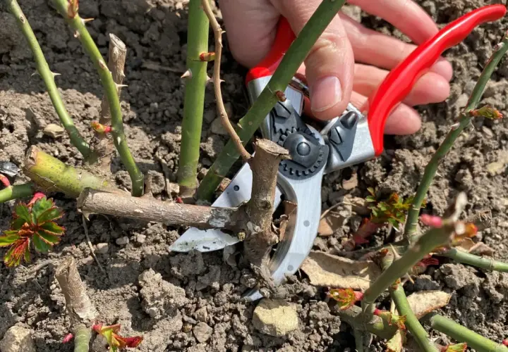 Gartenarbeit im Frühling: Strauchrosen schneiden mit einer Gartenschere. Neue Triebe und Knospen sind bereits sichtbar.