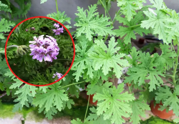 Kwiatek anginka z delikatnymi, fioletowymi kwiatami i postrzępionymi liśćmi.