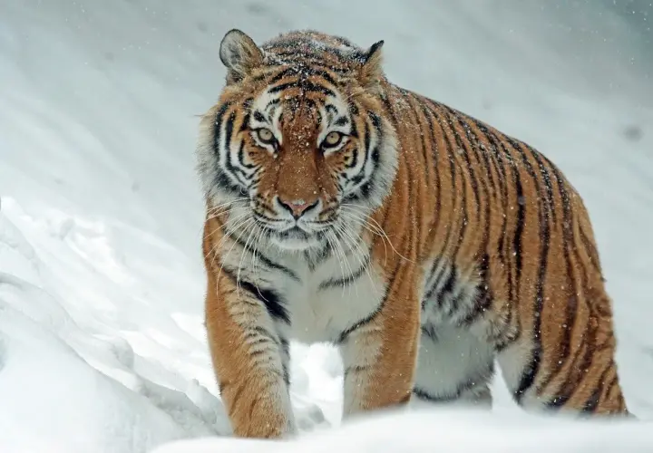 Un imponente tigre siberiano, el felino más grande del mundo, camina con determinación a través de la nieve, sus rayas contrastando con el blanco paisaje invernal.