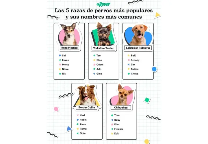 Las 5 razas de perros más populares y sus nombres más comunes, incluyendo nombres de perros graciosos como "Firulais" y "Cuqui".
