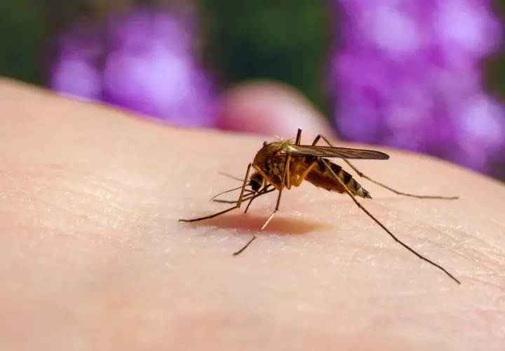 En mygga, en av många insekter som bits, sitter på hud och förbereder sig för att sticka.