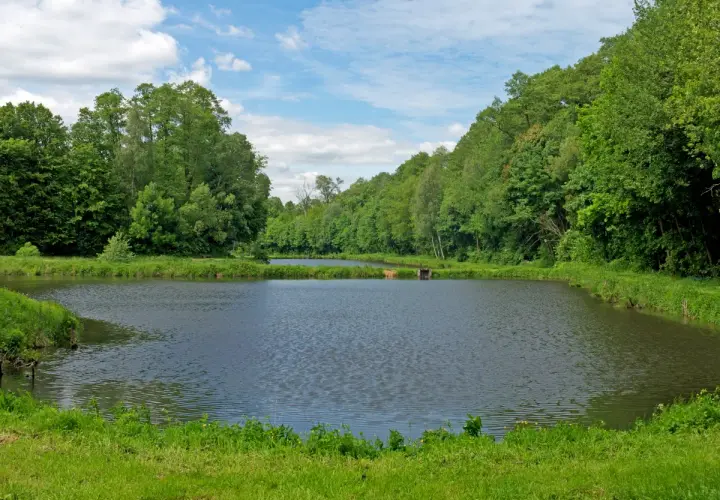 Spokojne stawy w Adamowie Łódzkie, otoczone bujną zielenią drzew i błękitnym niebem z chmurami.