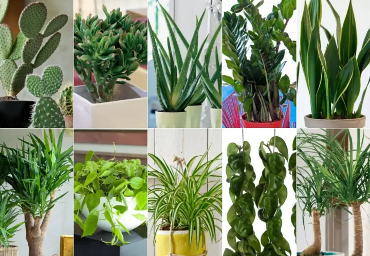 Kaktus, grubosz, aloes, zamiokulkas, sansewieria, dracena, filodendron, zielistka, hoya, palma. Popularne kwiaty doniczkowe dla każdego.