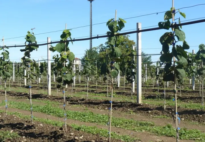 Giovani piante di kiwi in un frutteto, pronte per crescere e produrre frutti.