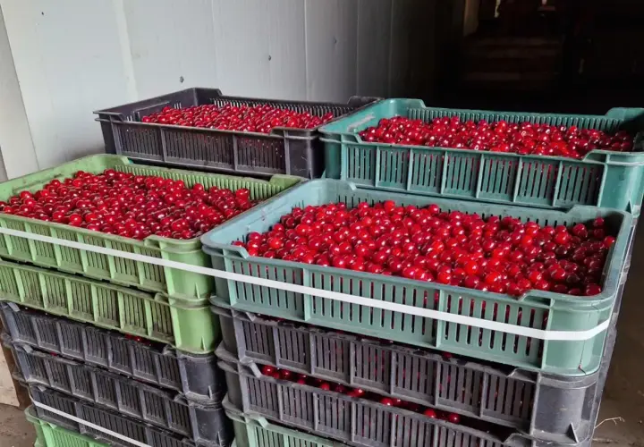 Stosy skrzynek pełnych soczystych wiśni. Czekają na sprzedaż, a ich cena zależy od jakości i sezonu.