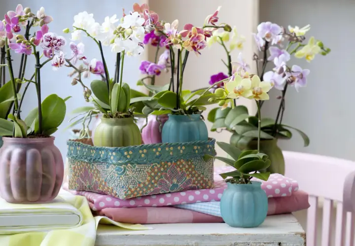 Storczyk phalaenopsis jak dbać? Wiele kolorowych kwiatów w pastelowych doniczkach, otoczonych tkaninami.