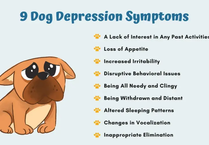 Illustration of a sad dog with a list of 9 dog depression symptoms, including loss of appetite and withdrawal. Is my dog depressed?