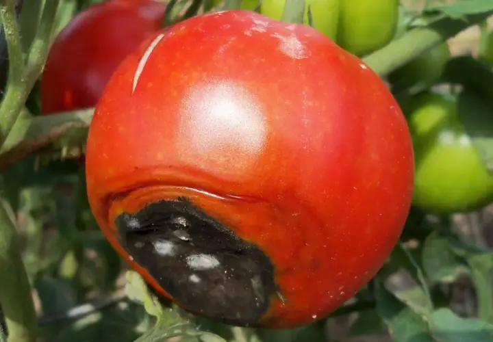 Pomodoro maturo con marciume apicale nero. È il momento di capire quando dare il calcio ai pomodori malati.