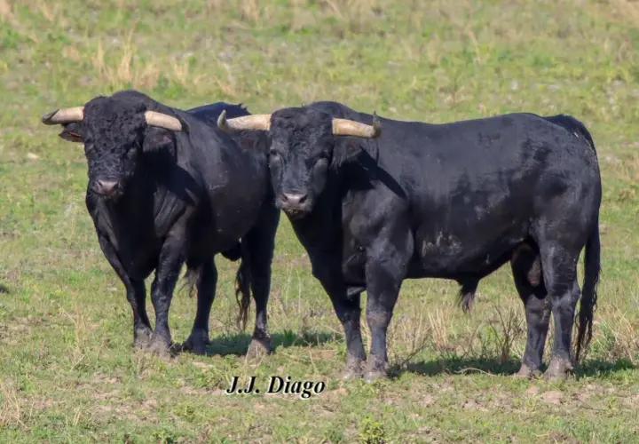 Dos toros negros de la ganadería Murube pastan en un campo verde.