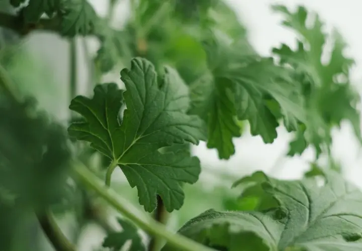 Foglie verdi di una pianta profumata, un'erba aromatica che sa di limone, con dettagli vellutati e bordi frastagliati.