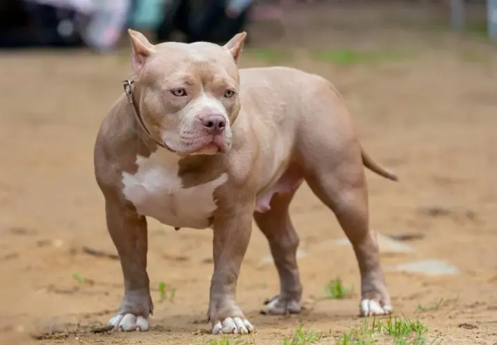 Potężny american bully o beżowym umaszczeniu z białymi łatami, stoi na piaszczystym podłożu.