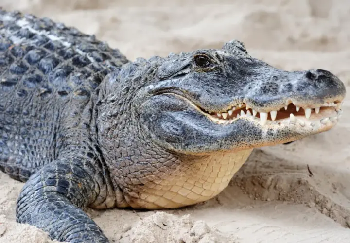 Un cocodrilo descansa en la arena, sus escamas oscuras y dientes afilados evocan la sensación de soñar con cocodrilos.