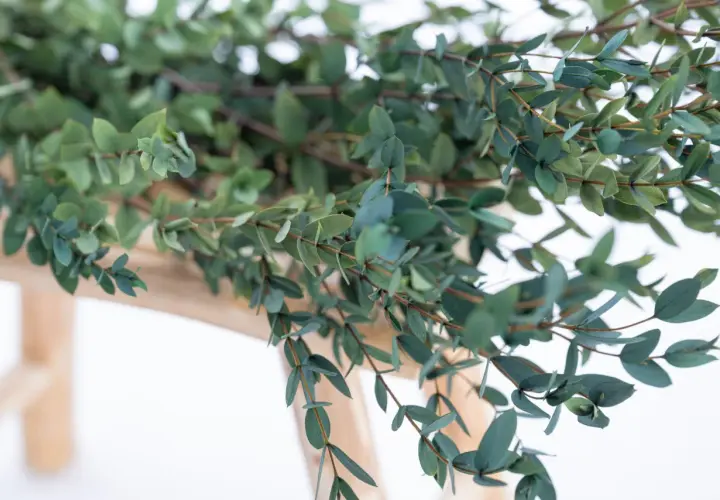 Des branches d'eucalyptus aux feuilles bleutées sont posées sur un support en bois clair, prêtes à faire sécher.