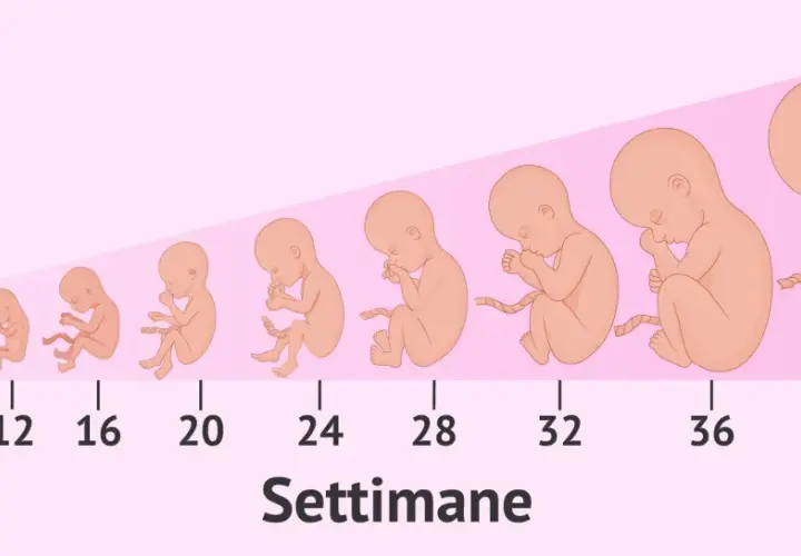 Illustrazione della crescita fetale dalla 4ª alla 40ª settimana. A 36 settimane di gravidanza quanti mesi sono? Circa 9 mesi.
