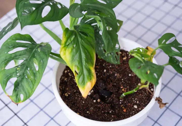 Monstera monkey z żółtymi liśćmi, które zaczynają brązowieć. Roślina w białej doniczce na kratkowanym obrusie.