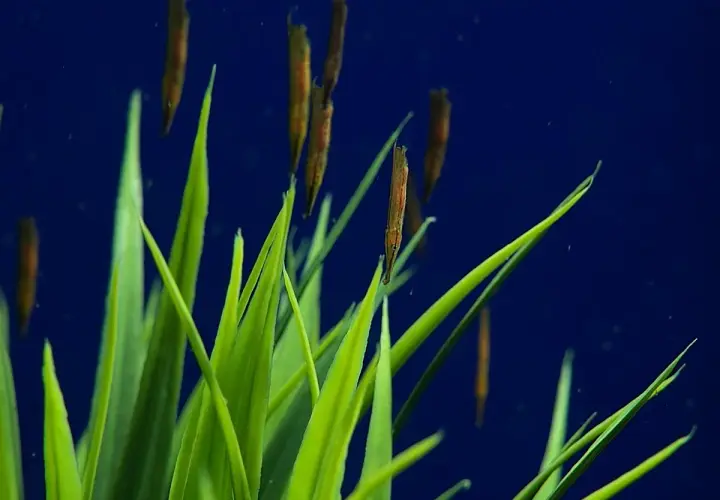 Un cardumen de pez camarón se oculta entre la vegetación submarina de color verde brillante, con un fondo azul profundo.