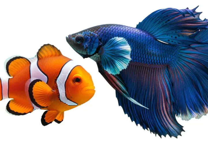 Pomarańczowa rybka Nemo i niebieski bojownik syjamski. Zastanawiasz się, ile kosztuje rybka Nemo?
