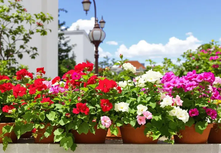 Des géraniums colorés en pots, prêts pour l'arrosage, sous un ciel bleu.