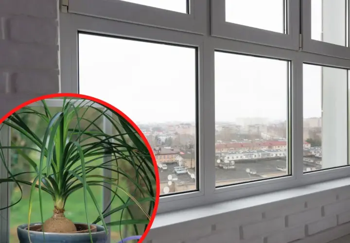 Nolina w doniczce, gotowa do przycinania. Jej długie liście opadają, tworząc kaskadę zieleni.