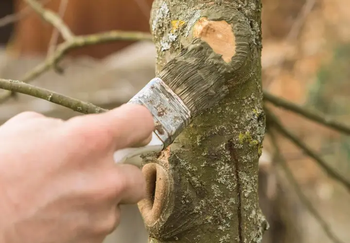 Hand versiegelt Baumschnitt mit Pinsel. Die Frage: Baumschnitt versiegeln ja oder nein?