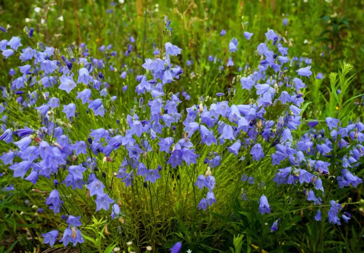 Un champ de campanules vivaces bleues, leurs clochettes pendantes dans l'herbe verte.
