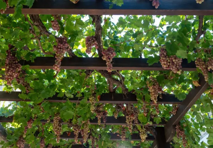 Pergola na winogron z obfitymi kiściami różowych winogron zwisającymi wśród zielonych liści.