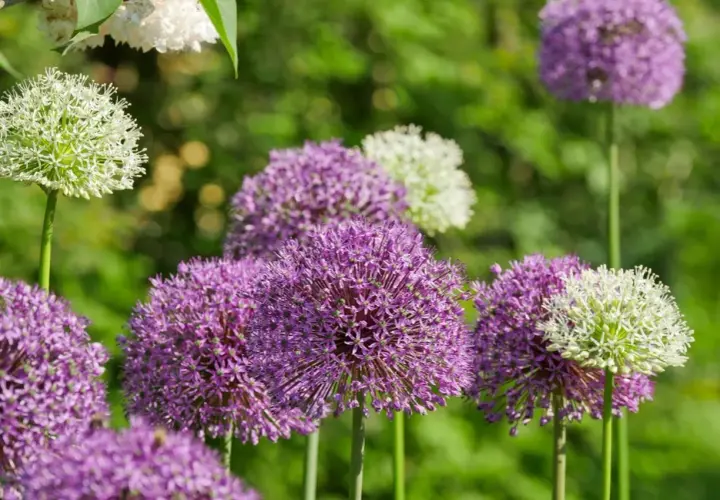 En trädgård fylld med lila och vita allium blommor som svajar i vinden.