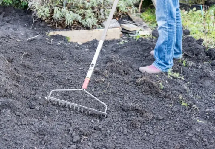 Osoba w dżinsach grabi ciemną, pulchną ziemię, przygotowując idealną pod trawnik.