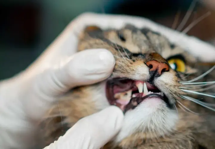 Gato con encías inflamadas. Explorando gingivitis en gatos remedios caseros para aliviar su malestar.