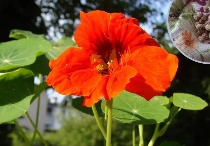 Jasnopomarańczowa nasturcja z zielonymi liśćmi i nasionami w rogu.