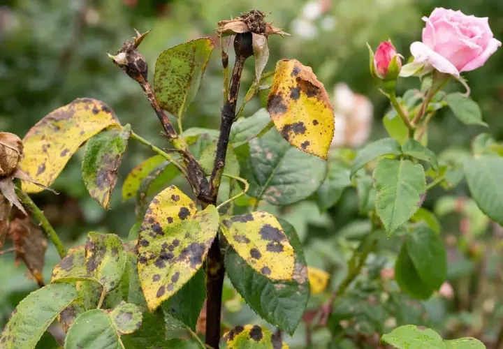 Feuilles de rosier atteintes de rouille, jaunes et tachetées de noir. Une fleur rose et un bouton sont visibles. Recherche d'un traitement naturel pour la rouille du rosier.
