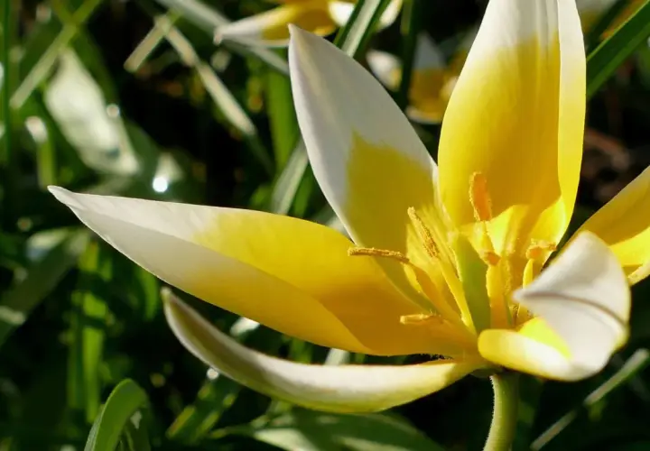 Delikatne, żółto-białe tulipany botaniczne rozkwitają wśród zieleni.