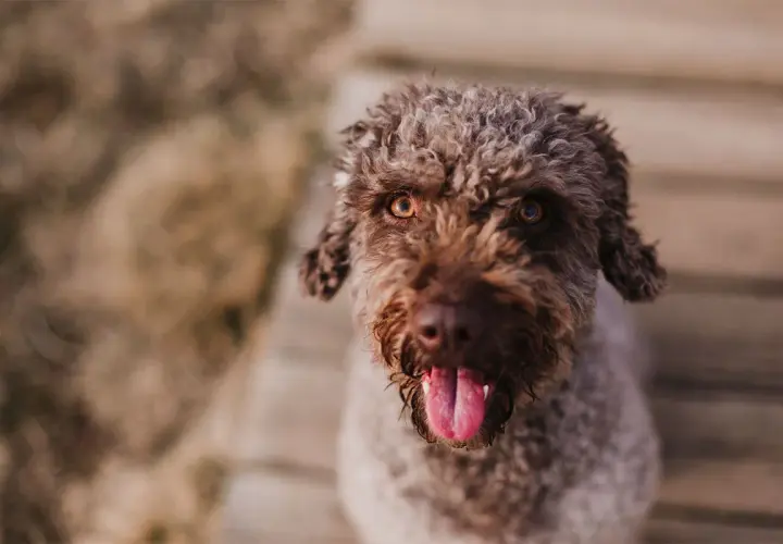 Un adorable perro de agua marrón con el pelo rizado y la lengua fuera, mirando a la cámara con ojos expresivos.