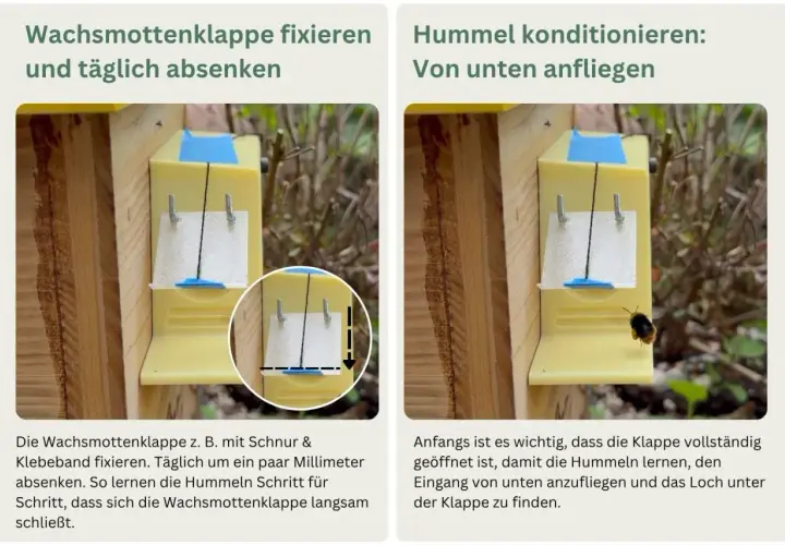 Ein Hummelhaus bauen: Klappe fixieren & Hummeln von unten anfliegen lassen. So lernen sie den Eingang.
