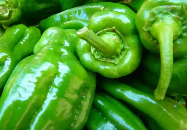 Frisch geerntete, glänzende grüne Paprika. Wann kann man Paprika ernten? Ab Sommer bis zum ersten Frost.
