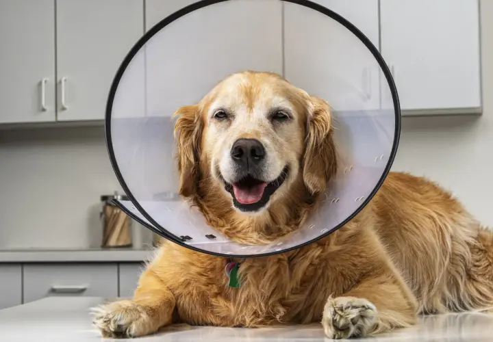 A golden retriever in a cone collar smiles, recovering from surgery. While bacitracin is generally safe for dogs, always consult your vet.
