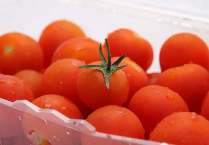Soczyste pomidorki koktajlowe w plastikowym opakowaniu. Dowiedz się, jak przechowywać pomidory, by zachowały świeżość.