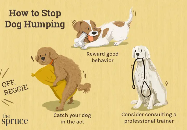 Illustration shows three dogs and tips on why do dogs hump and how to stop it: catch them in the act, reward good behavior, and consult a trainer.