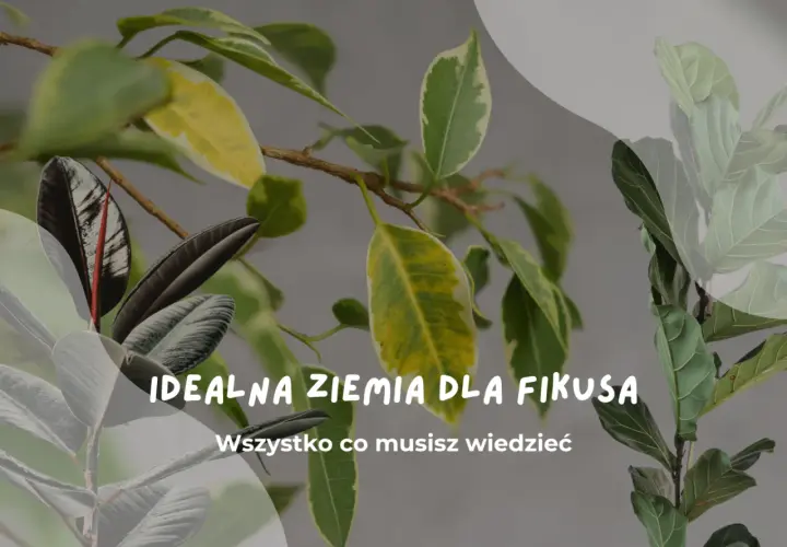 Idealna ziemia do fikusa: poznaj sekrety zdrowych liści i bujnego wzrostu. Dowiedz się, jaka ziemia zapewni Twojemu fikusowi najlepsze warunki.