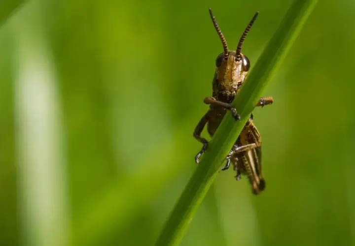 Gräshoppa klättrar på ett grässtrå, redo att hoppa. Dess vårtbitare ljud hörs knappt i den gröna sommardrömmen.