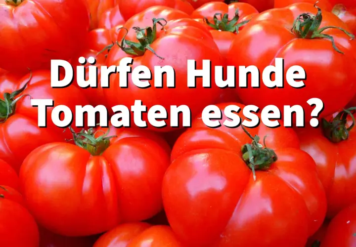 Ein Haufen reifer Tomaten, mit der Frage: Dürfen Hunde Tomaten essen?