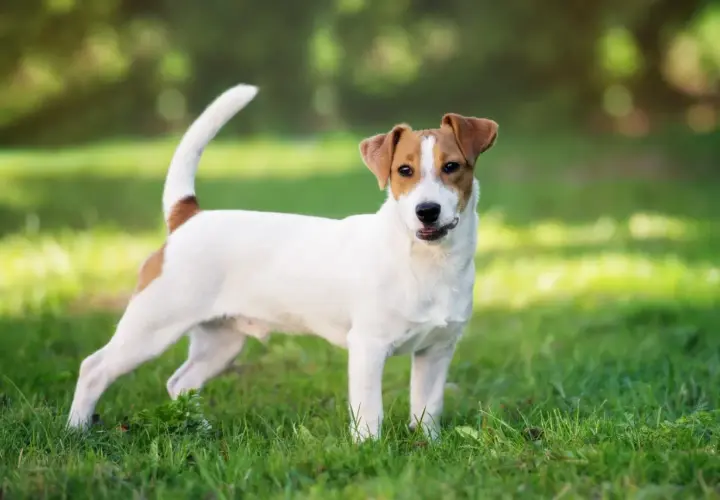 Un juguetón jack russell terrier blanco y marrón, con la cola en alto, posa en la hierba verde bajo la luz del sol.