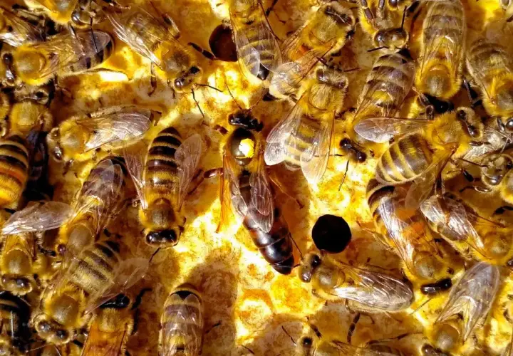 Rój pszczół pracowicie zbiera propolis. Zastanawiasz się, ile propolisu na 0.5 l spirytusu?