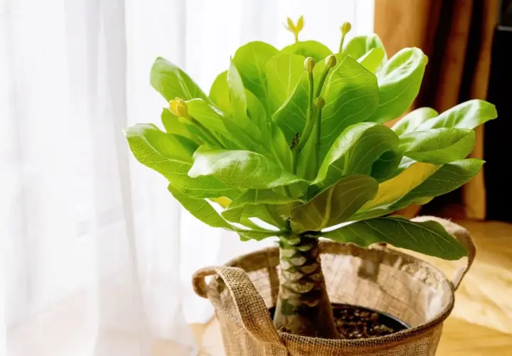 Un jeune palmier hawaïen, prêt pour son entretien, avec ses feuilles vertes luxuriantes et ses bourgeons jaunes, dans un pot en toile de jute près d'une fenêtre.