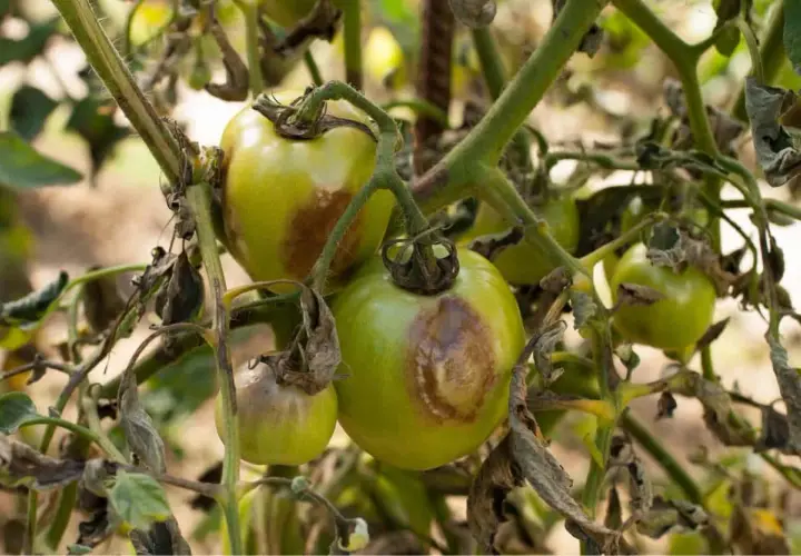 Pomodori verdi con macchie marroni e foglie secche, segni evidenti di septoriosi.