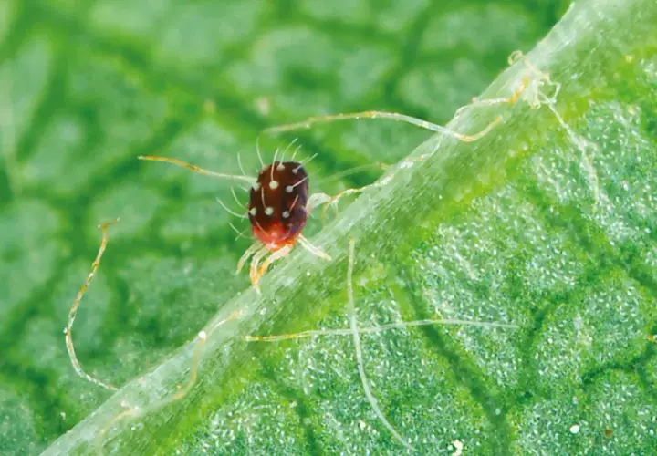 Un minuscule acarien rouge, couvert de points blancs, se promène sur une feuille verte. Ces acariens peuvent causer des dégâts aux plantes.