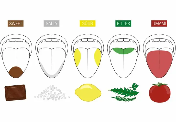 Ilustracja pokazuje, jak różne obszary języka odbierają smaki: słodki (czekolada), słony (sól), kwaśny (cytryna), gorzki (zioła) i umami (pomidor). Nasze kubki smakowe to fascynujący zmysł.