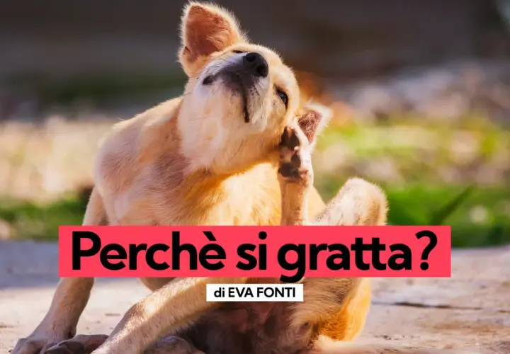 Un cane si gratta con la zampa. Quando preoccuparsi se il cane si gratta? Scopri le cause e i rimedi.
