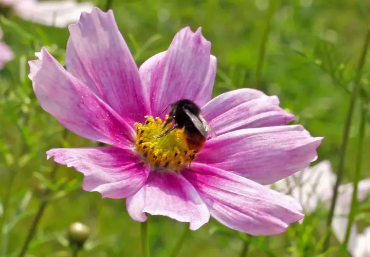 Eine Hummel sammelt Nektar auf einer zarten rosa Sommerblume. Diese sommerblumen bilder mit namen zeigen die Schönheit der Natur.