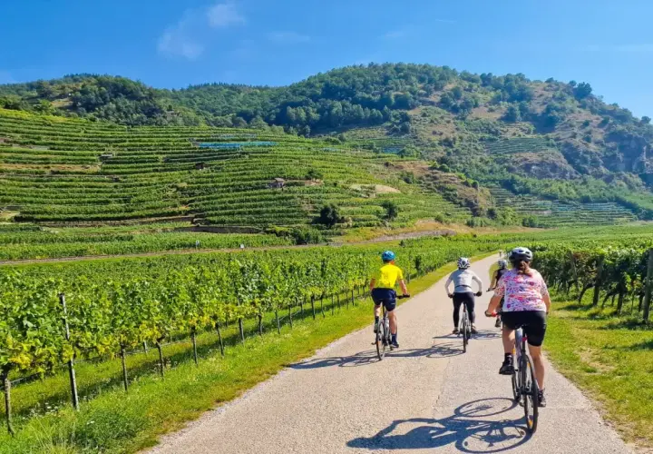 Cyclists enjoy a sunny day on the Danube cycle path, surrounded by lush vineyards and rolling hills.